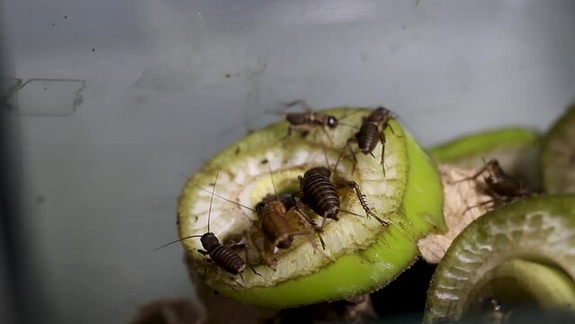 cicada insects or Gryllidae, feeding on the midribs of banana trees. they are one of about 2,400 species of jumping insects or order Orthoptera, distributed throughout the world.


