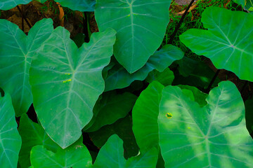Background Photography. Textured Background. Background of broad-leaved green taro plants. Green...