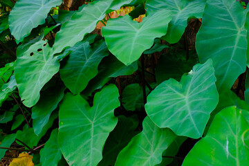 Background Photography. Textured Background. Macro photo of broad-leaved green taro plants. Green...