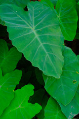 Background Photography. Textured Background. Background of broad-leaved green taro plants. Green taro plants grow wild in the gutter drains. Bandung, Indonesia