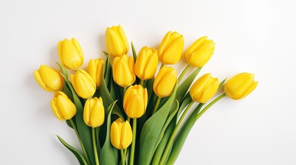 Yellow tulips on a white background, sunny spring light background with flowers.