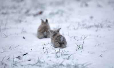 two small brown rabbits on the snow