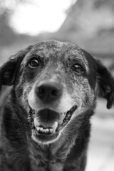 photo d'un chien heureux et souriant