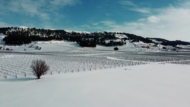 Vi&ntilde;edos con nieve en Valladolid