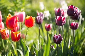 Zelfklevend Fotobehang Colorful tulips in the garden on a sunny day. © ksi