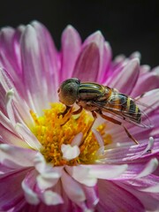 Hoverfly on a pink flower.