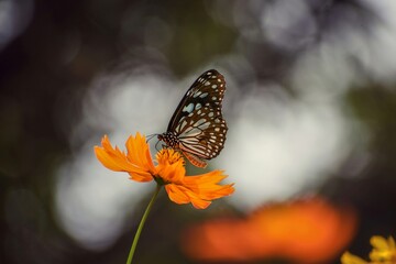 butterfly on flower.