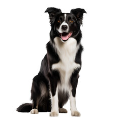 border collie puppy on a transparent background, PNG is easy to use.