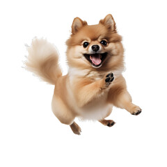 pomeranian dog on a transparent background, PNG is easy to use.