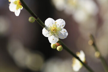 白い梅の花（ツキノカツラ）