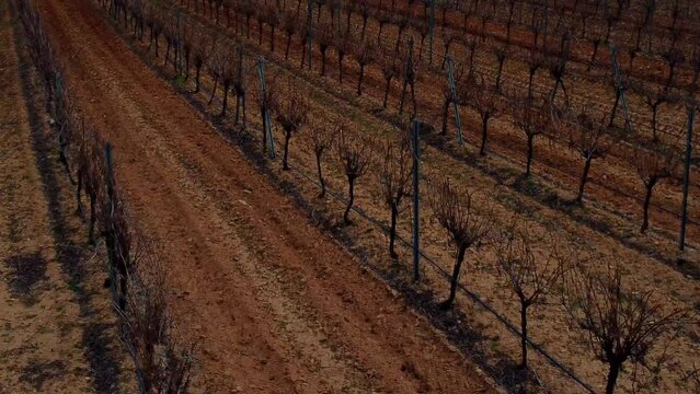 Vi&ntilde;edos en la provincia de Valladolid 