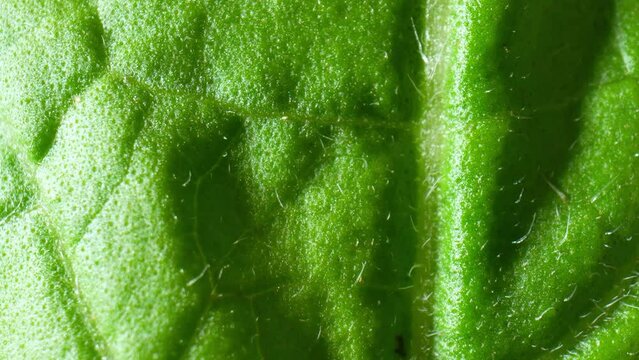 This macro video delves into the intricate world of fresh green leaf vegetables (Holy basil leaves), revealing their microscopic structures and vibrant chlorophyll patterns.
