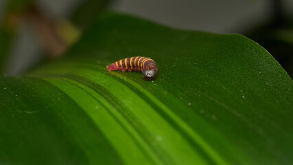 a small red and yellow caterpillar walking on a green leaf