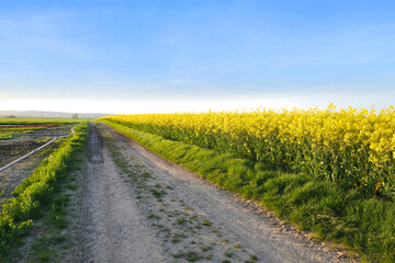 beautiful summer landscape, young rapeseed plants, green fields of ripening agro culture, vegetable lettuce plants, country road, sun shining, food crisis, environmental concept, agriculture, farming