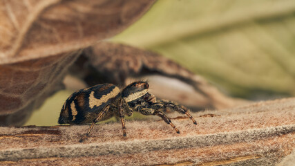 A brown jumping spider perching on a branch.