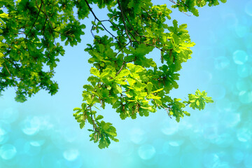 young green Acer foliage, Acer platanoides, Aceraceae, lush crown of tree with leaves, spring,...