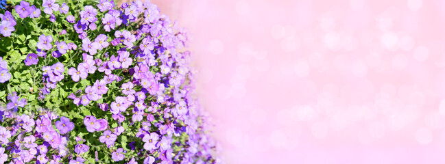 panorama floral spring nature background, Young lilac plants with small flowers, Botanical Beauty,...