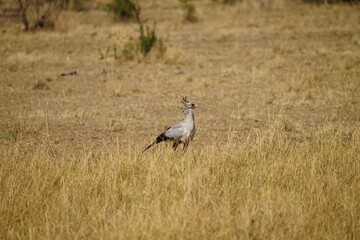 african wildlife, secretary bird