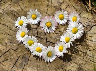 Fototapeta premium heart of daisies
