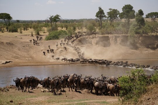 african wildlife, gnu antelopes, great migration, river crossing