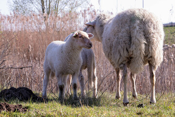 Mum with lambs