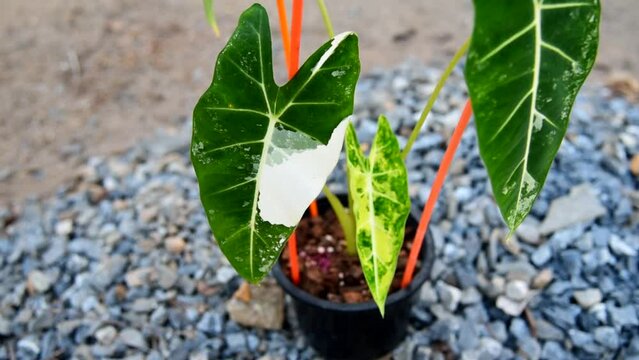 Closeup focus to alocasia frydek variegated in the pot