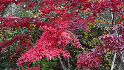 紅葉