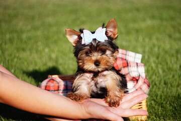 Yorkshire terrier puppy sitting in a wicker basket in the park. Cute puppy looking at the camera....