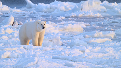 Wild polar bear on pack ice in the North © Mason