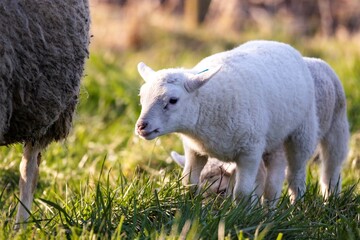A cute animal portrait of small white lambs running behind their adult mother sheep in a grass field or meadow during a sunny spring day. The young mammals are following nicely.