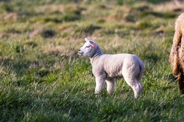 A cute animal portrait of a single white lamb standing in a grass field or meadow. The small young mammal is looking around on a sunny spring day.