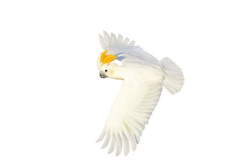 Beautiful flying Citron-crested cockatoo isolated on transparent background png file