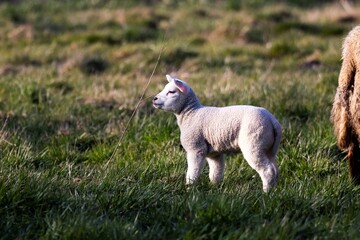 A cute animal portrait of a single white lamb standing in a grass field or meadow. The young small mammal is looking around on a sunny spring day.