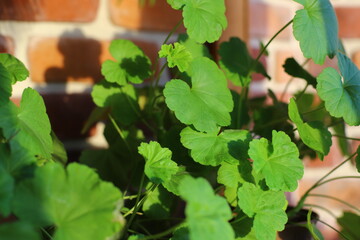 Geranium in the interior against the background of a brick wall.
