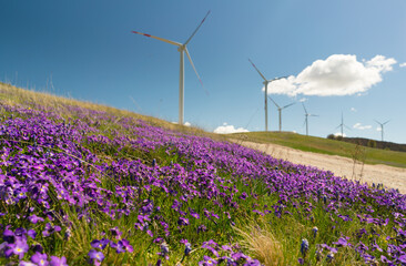 spring violet flowers in the hills on the background of wind generators