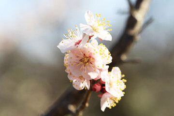 淡いピンク色の梅の花（イチノタニ）
