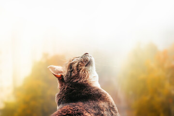 The cat looks up curiously. The background is warm sunlight. Place for text..
