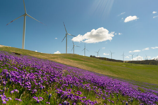 spring violet flowers in the hills on the background of wind generators