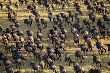 african wildlife, gnu antelopes, wildebeests, great migration