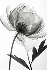 xray of a peony flower with beautiful intricate details