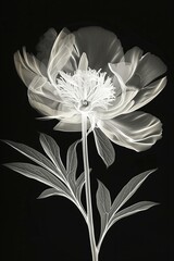 xray of a peony flower with beautiful intricate details