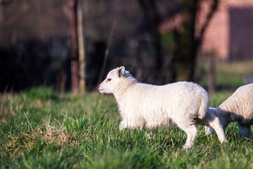 A cute animal portrait of a small white lamb standing and running around in a grass field or meadow during a sunny spring day. The young mammal is having some fun.