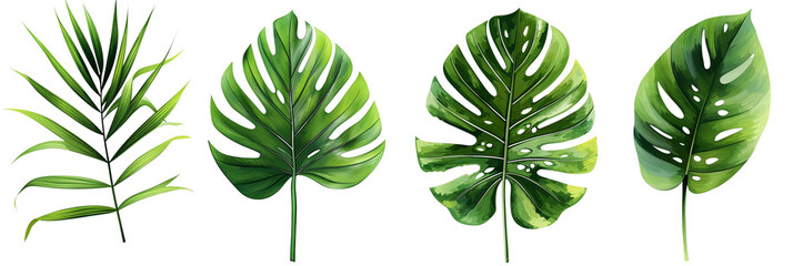Fototapeta na wymiar Different palm leaves, monstera, exotic plants on transparent background.PNG