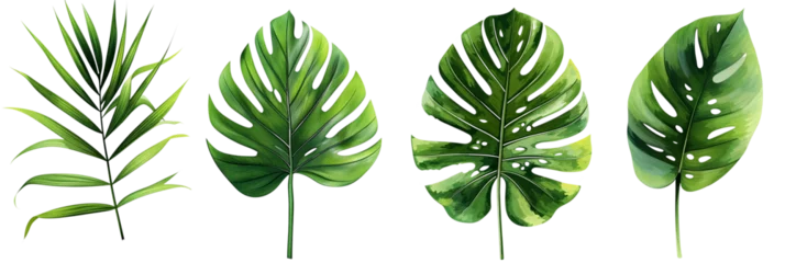 Photo sur Plexiglas Monstera Different palm leaves, monstera, exotic plants on transparent background.PNG