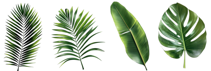 Different palm leaves, monstera, exotic plants on transparent background.PNG