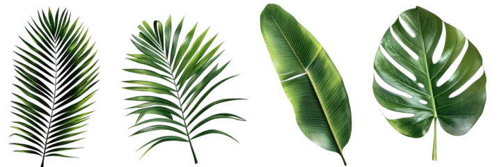 Fotobehang Tropische bladeren Different palm leaves, monstera, exotic plants on transparent background.PNG