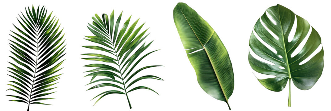 Different palm leaves, monstera, exotic plants on transparent background.PNG