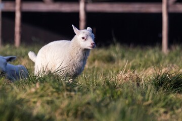 A cute animal portrait of a small white lamb standing and running around in a grass field or meadow during a sunny spring day. The young mammal is looking around.