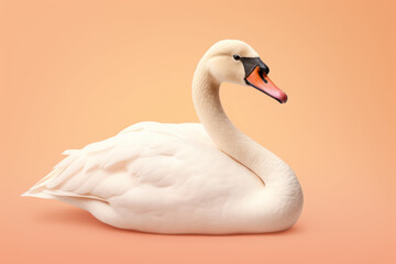 Fototapeta premium swan on peach fuzzy color studio background
