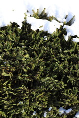 Spruce forest in the snow. Winter landscape with snow-covered tree branches. 

